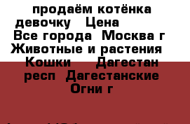 продаём котёнка девочку › Цена ­ 6 500 - Все города, Москва г. Животные и растения » Кошки   . Дагестан респ.,Дагестанские Огни г.